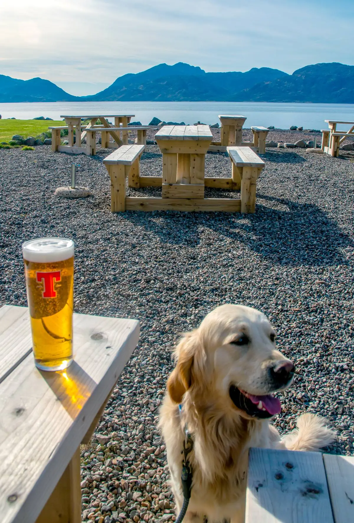 A golden retriever beside a pint, looking out over Loch Linnhe